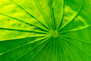 Fototapeta na wymiar Lotus leaf