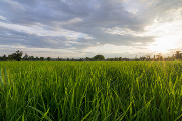Rice field, Northern of Thailand