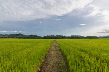 Rice field, Northern of Thailand
