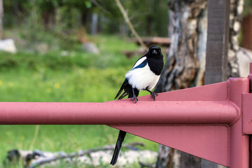 Black-billed Magpie in Rocky Mountain National Park in Colorado