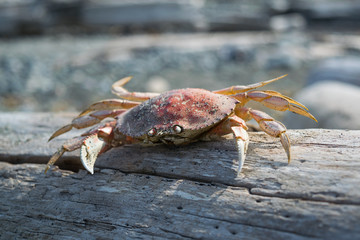 Dead crab sitting on a piece of driftwood