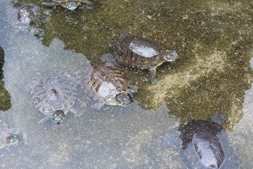 Turtles in a Chinese Temple in Guangdong Canton China Asia