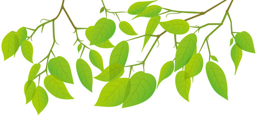 新緑の葉っぱのイメージイラスト