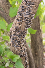 さるのこしかけ / 漢方薬