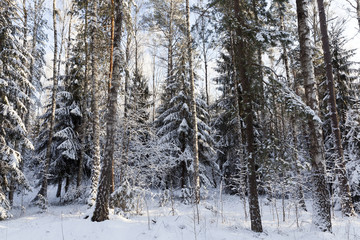 Trees in winter