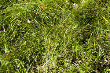 Green grass, close-up