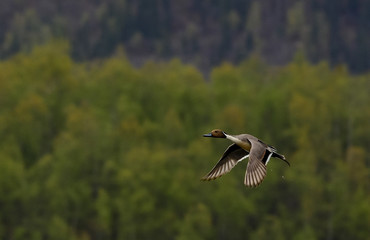 Northern Pintail