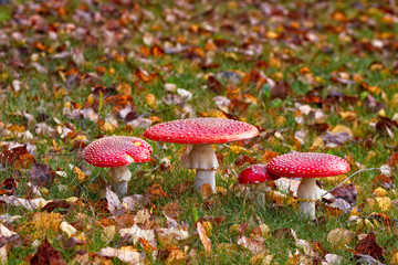 Four Fly Agarics Among Dead Leaves