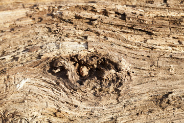 Old wooden boards