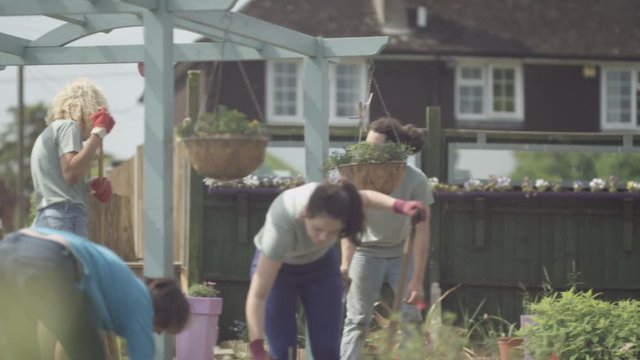  Volunteer team working in community allotment digging soil & planting