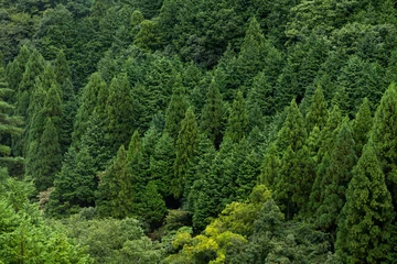 Gordijnen Green forest © leungchopan