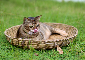 Cat on a basket playing on grass.