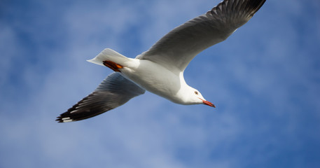 Seagull