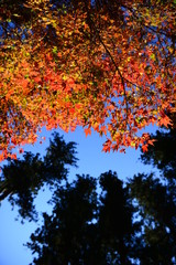 見上げるカラフル紅葉