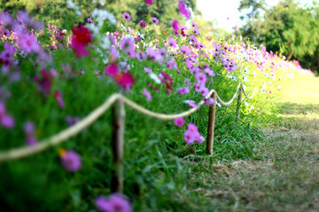 Colorful flower garden