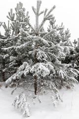Winter pine forest
