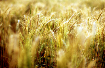Fototapeta premium rice plant