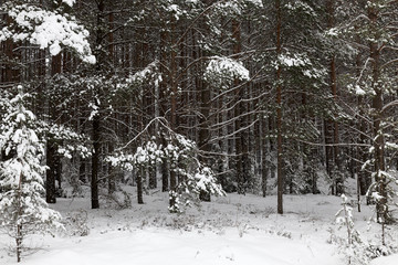 Trees in the forest in winter