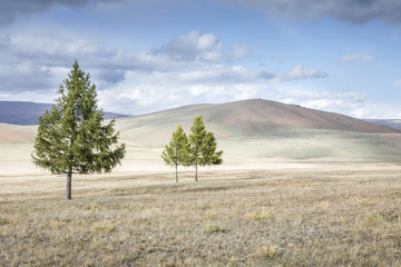 Fototapeta na wymiar trees in northern Mongolian landscape