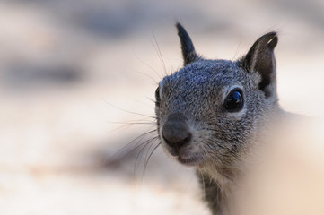 White-Tailed Antilope Squirrel