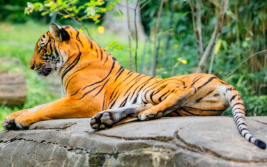 Shere Khan. Tiger