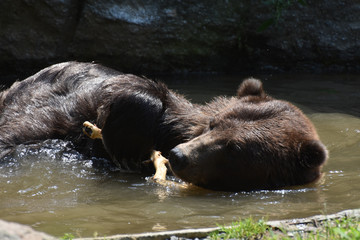 Brown kodiak bear floating on its side