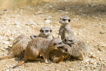 Erdmännchen aus der Tierwelt Südafrikas