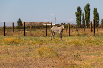 Obraz na płótnie Canvas Plains zebra (Equus quagga)