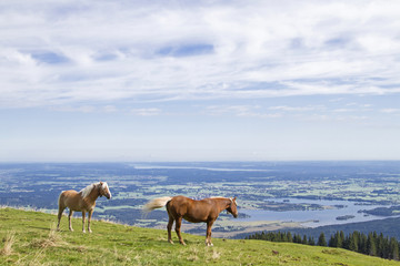 Pferdesommer auf dem Hörnle