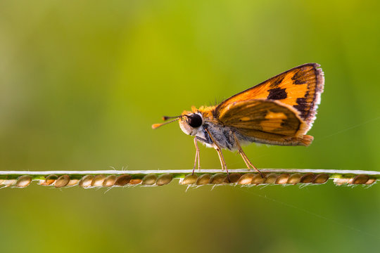 Skipper butterfly on a plant, Jakarta, Indonesia