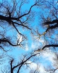 Tree and Sky