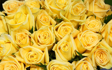 Obraz na płótnie Canvas Flower background of yellow rose 