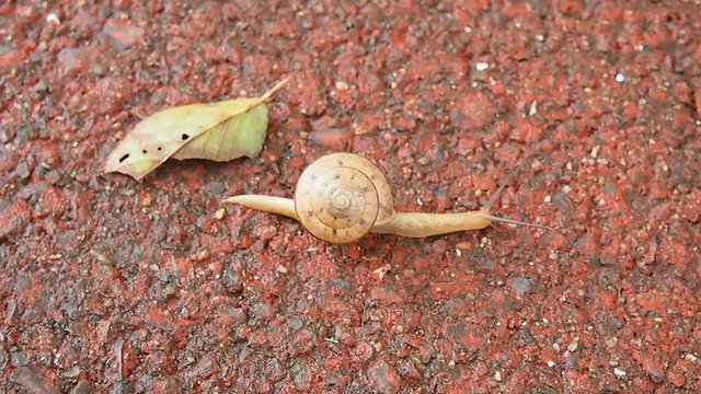元気に移動する日本のカタツムリ