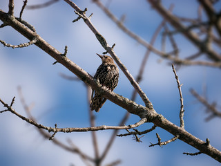European Starling