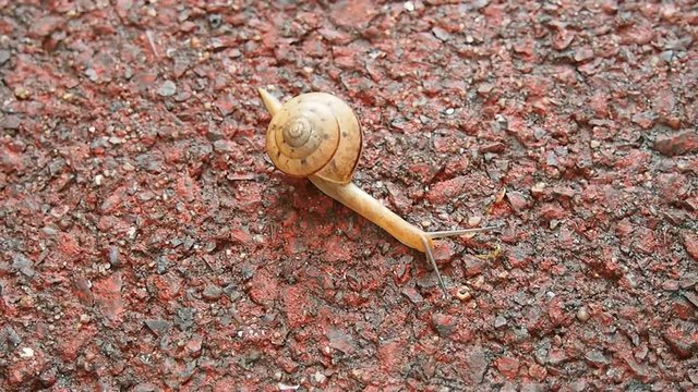 元気に移動する日本のカタツムリ