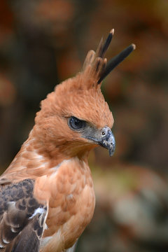 Javan hawk eagle, West Java, Indonesia