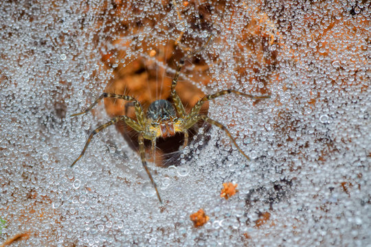 Wolf spider in it's web, West Java, Indonesia