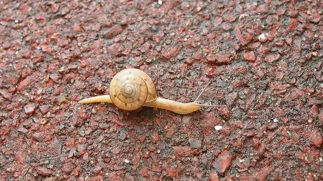元気に移動する日本のカタツムリ