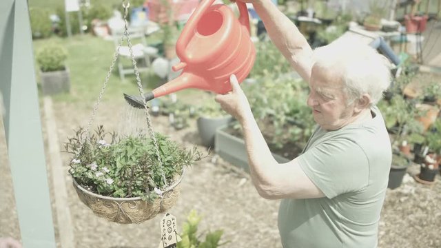  Senior man watering a hanging planter in community garden