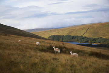 Obraz premium Welsh nature and wildlife 