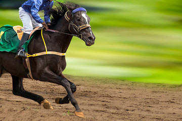 Obraz premium Koń wyścigowy w biegu. Koń z dżokejem biegnie wzdłuż toru wyścigowego