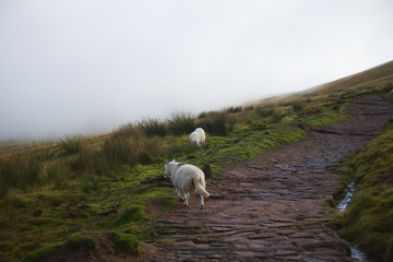 Obraz premium Welsh nature and wildlife 