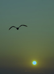 Flight of a seagull on rising.