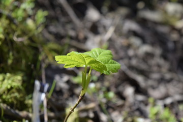 Leaf Of Spring