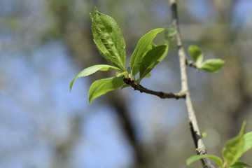 Spring Leaf