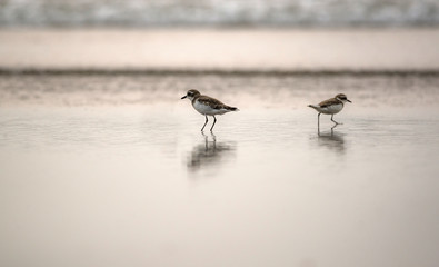 Beach Birds