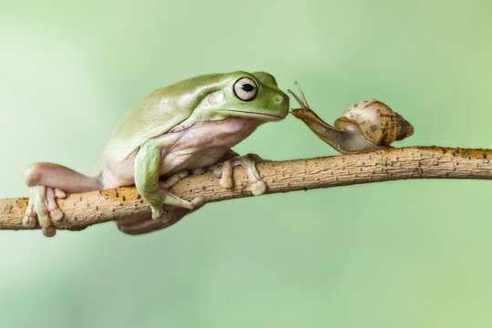 Close-up of a Frog and a snail face to face on a branch, Indonesia