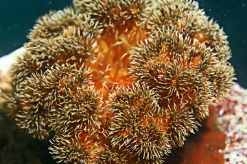 Obraz na płótnie Canvas texture of the sea anemone macro tentacles corals