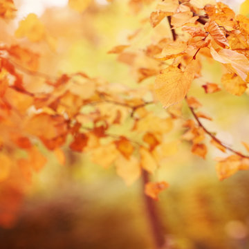 Abstract Blurred Autumn Bokeh Background