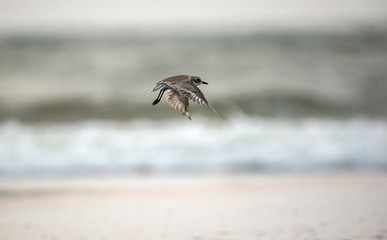 Flying across the beach